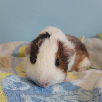 Rescue Guinea Pig Guinea Pigs for Adoption in Chesapeake, Virginia - Papi | PetCurious